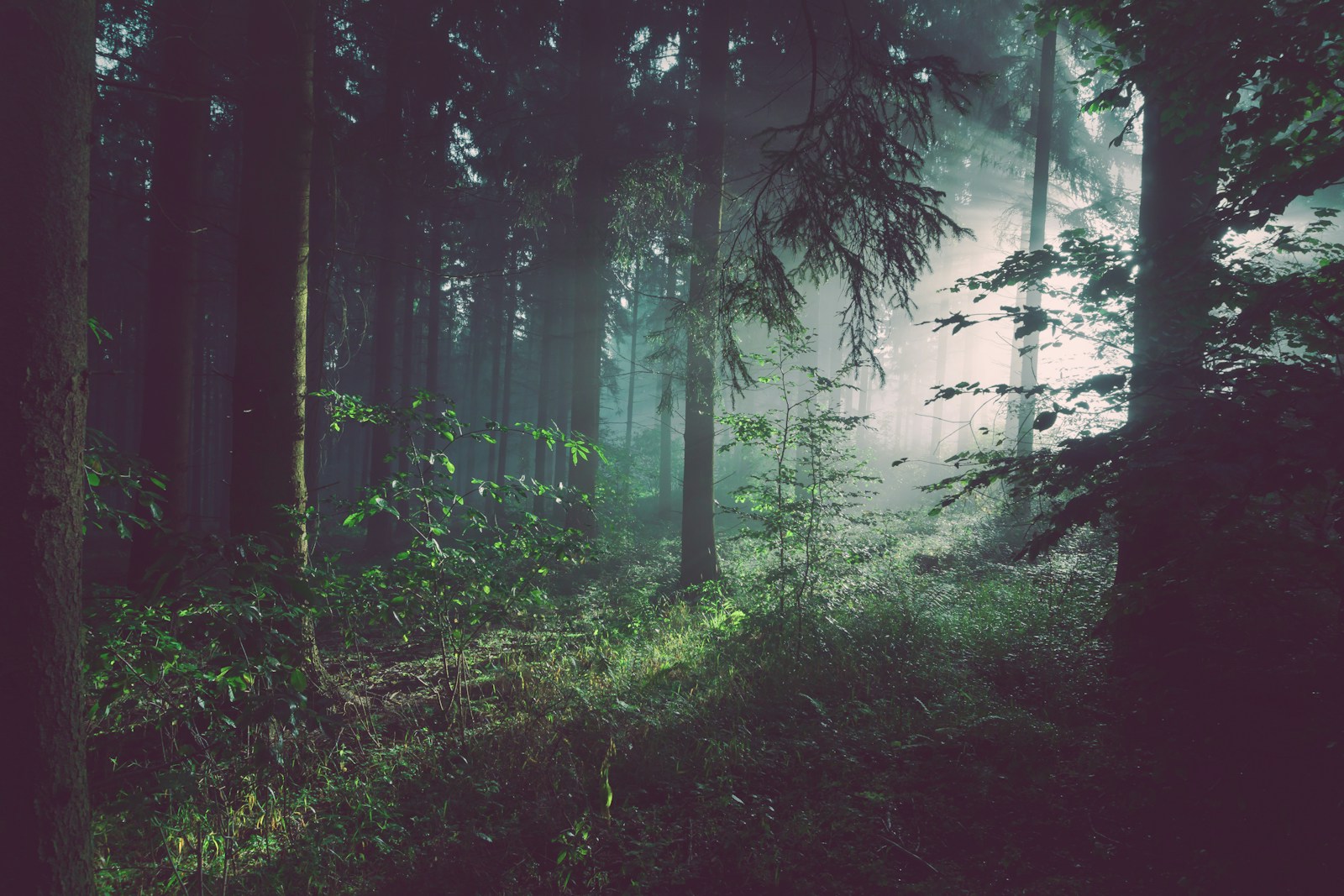 Soft sunlight passing through a green forest